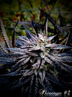 Huckleberry Fairy 's picture by KeganLee