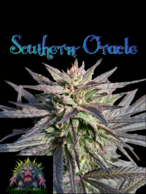 An image of Southern Oracle