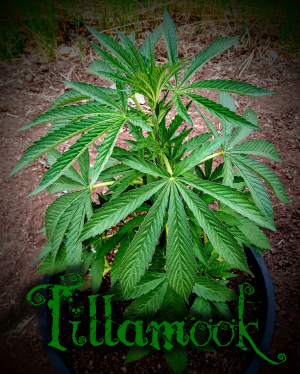 An image of Tillamook