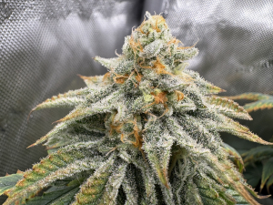 Image #15112555391470859