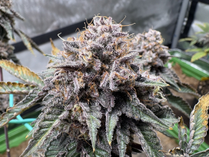 An image of Napalm Cannon