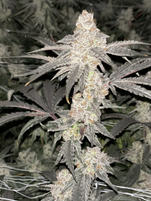 Double Pie's picture by Terrafirma420