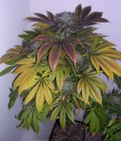 An image of Charas-Plant
