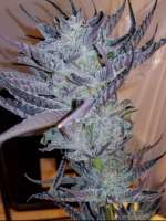 An image of Charas-Plant
