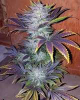 An image of Charas-Plant