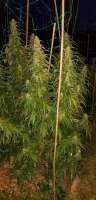 An image of Pine Sap