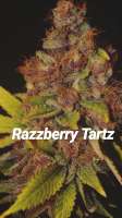 An image of Razzberry Tartz