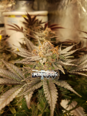 An image of Purple Reign