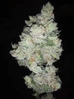 An image of Samoa Kush