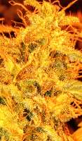 An image of White Widow XTRM