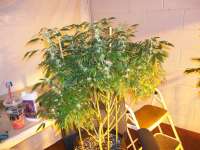 An image of Corleone Kush