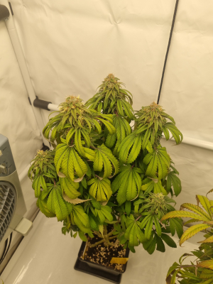 An image of Jedi Kush