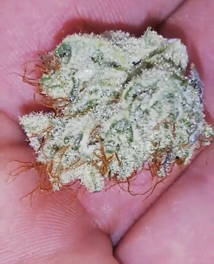 An image of Frosty Glue