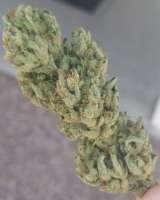 An image of Exotic Kush