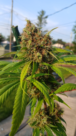 Rif Mountain's picture by SB1993CANNABIS