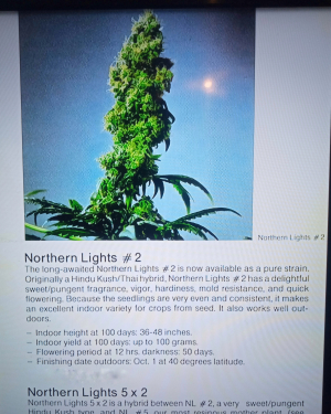 An image of Northern Lights #2