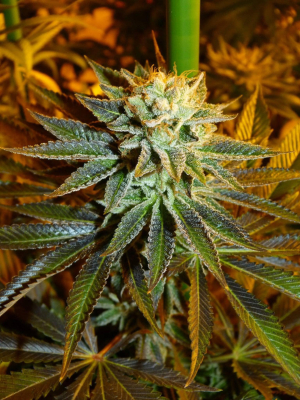 Image #01022620376232952