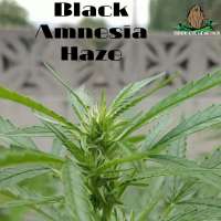 An image of Black Amnesia Haze