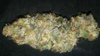 An image of Chocolate Blueberry G13