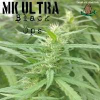 An image of MK Ultra Black Ops