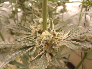 Hash Face's picture by Blacksheepdex20