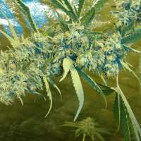 An image of Ghost Train Haze X Bruce Banner #3 X Girl Scout Cookie