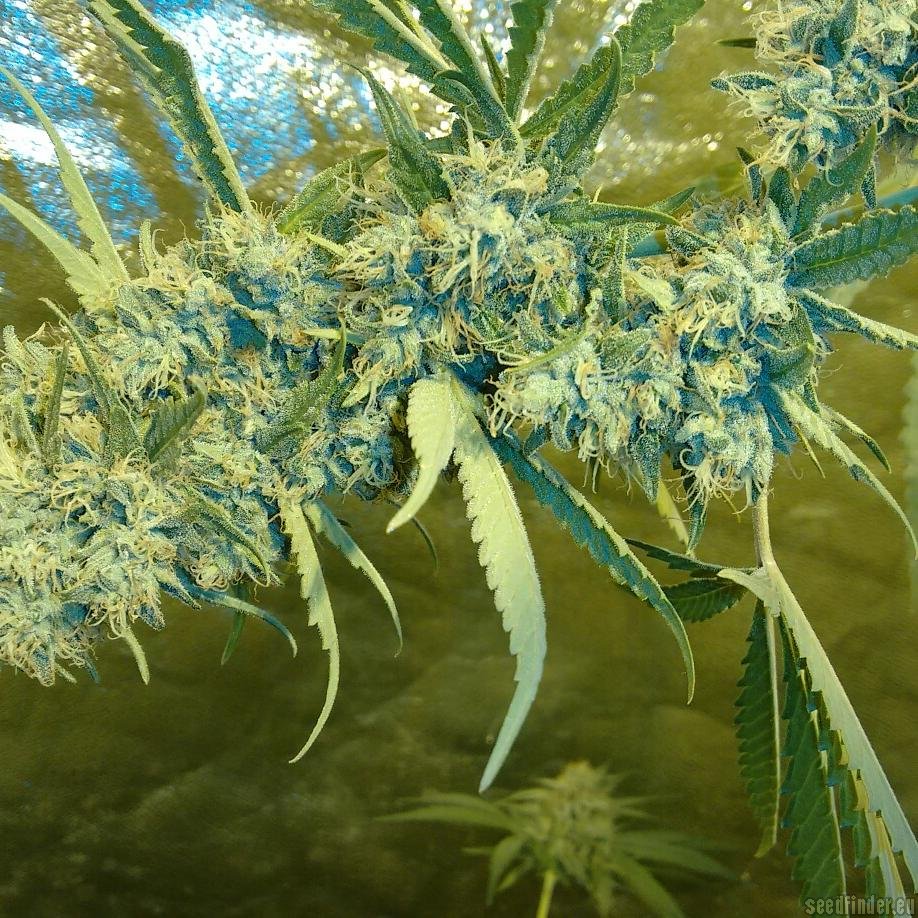 Ghost Train Haze X Bruce Banner #3 X Girl Scout Cookie