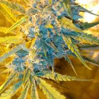 An image of Ghost Train Haze X Girl Scout Cookie X California Orange Bud