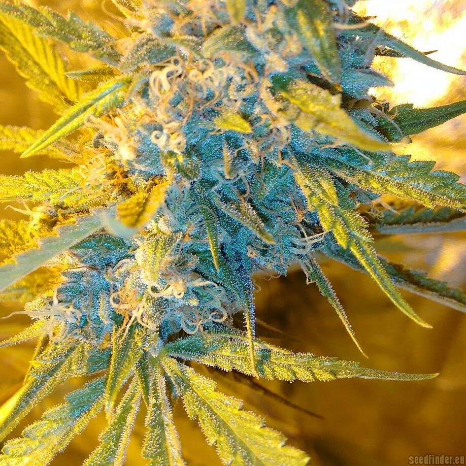 Ghost Train Haze X Girl Scout Cookie X California Orange Bud