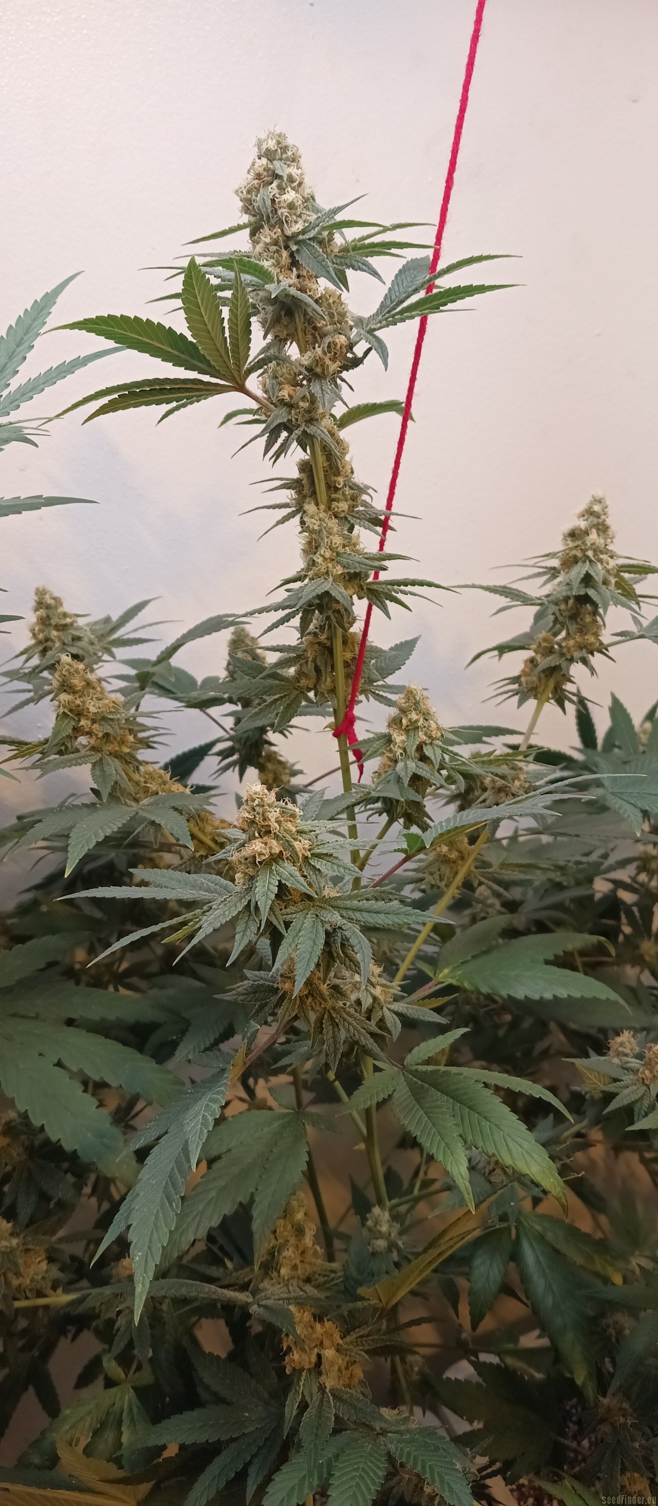 Fruit By The Bubba x Tajikistan Hindu Kush