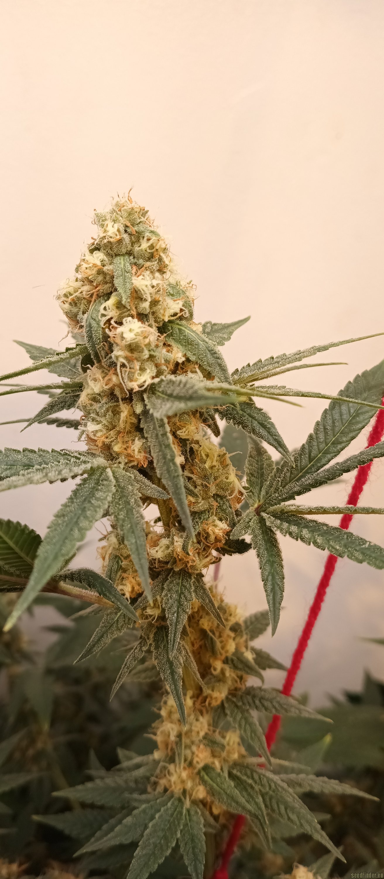 Fruit By The Bubba x Tajikistan Hindu Kush