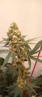 An image of Fruit By The Bubba x Tajikistan Hindu Kush