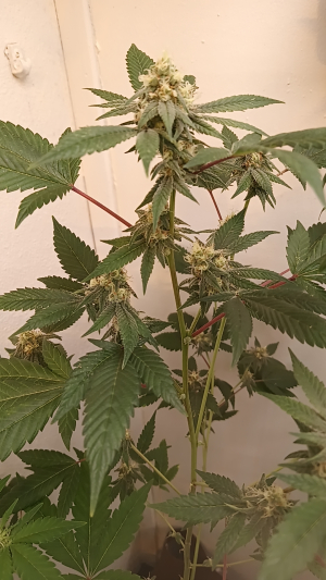 An image of Fruit By The Bubba x Tajikistan Hindu Kush