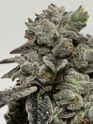 Image #07022620378918476