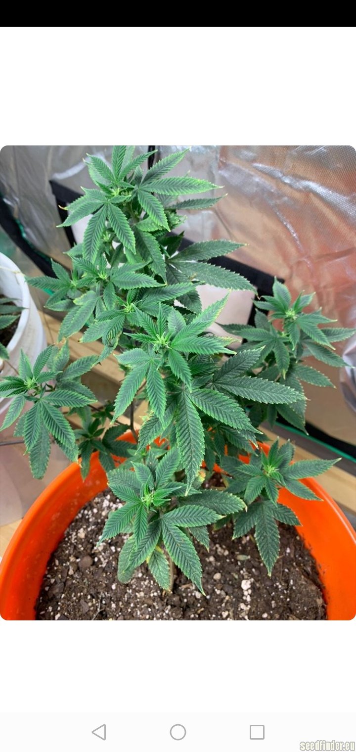 Sweet Fire Purple Skunk OG