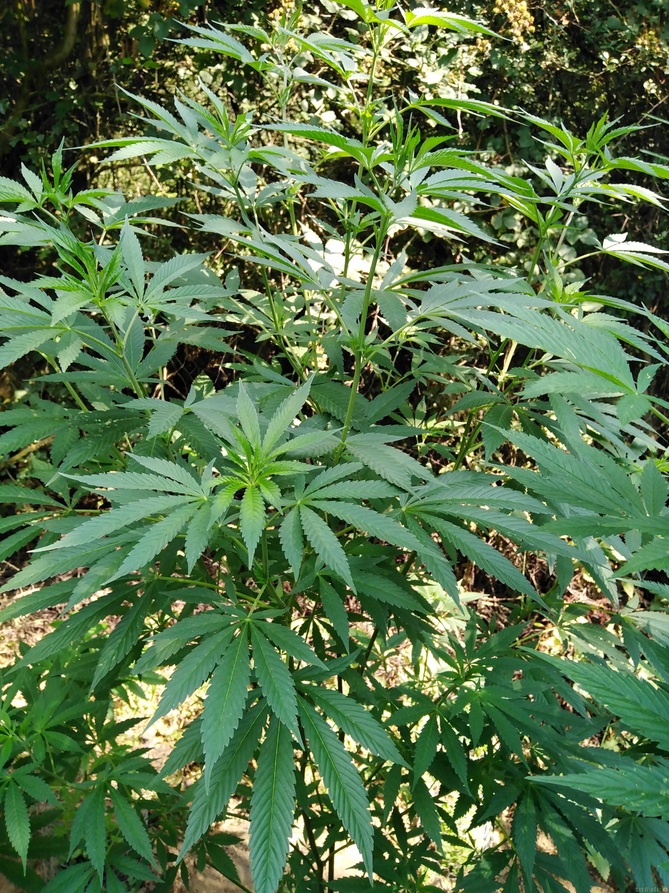 Sweet Fire Purple Skunk OG