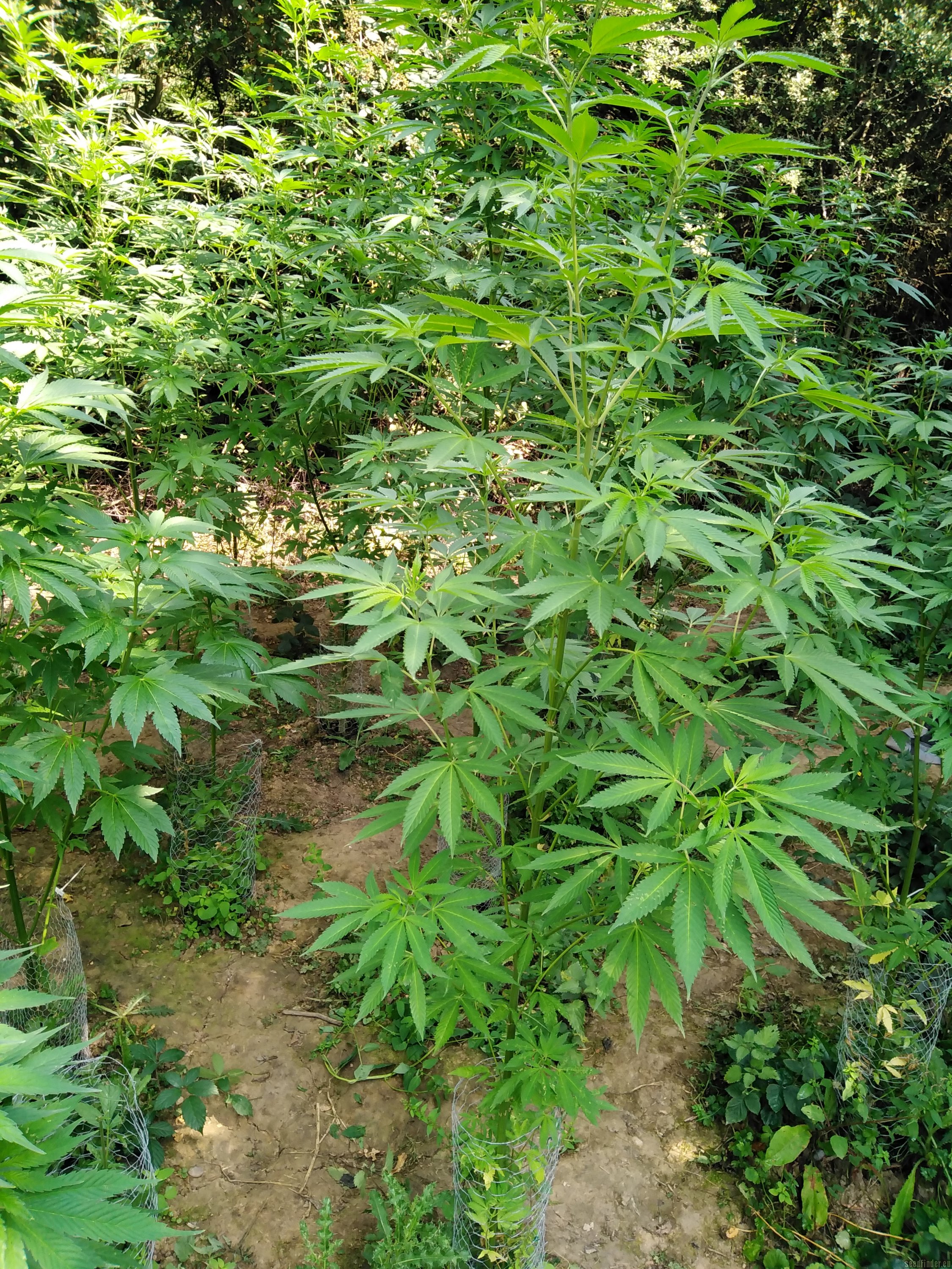Sweet Fire Purple Skunk OG