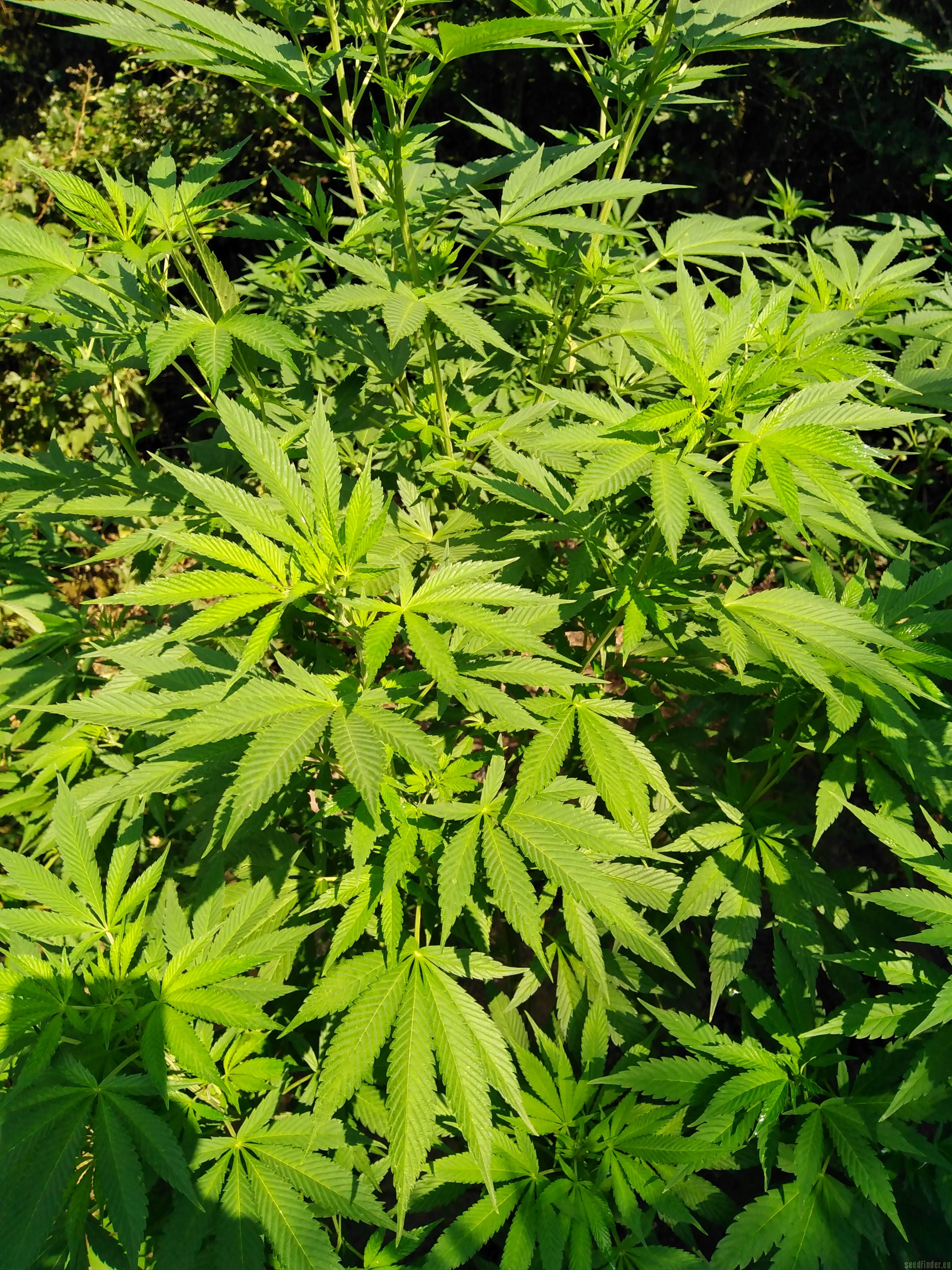 Sweet Fire Purple Skunk OG