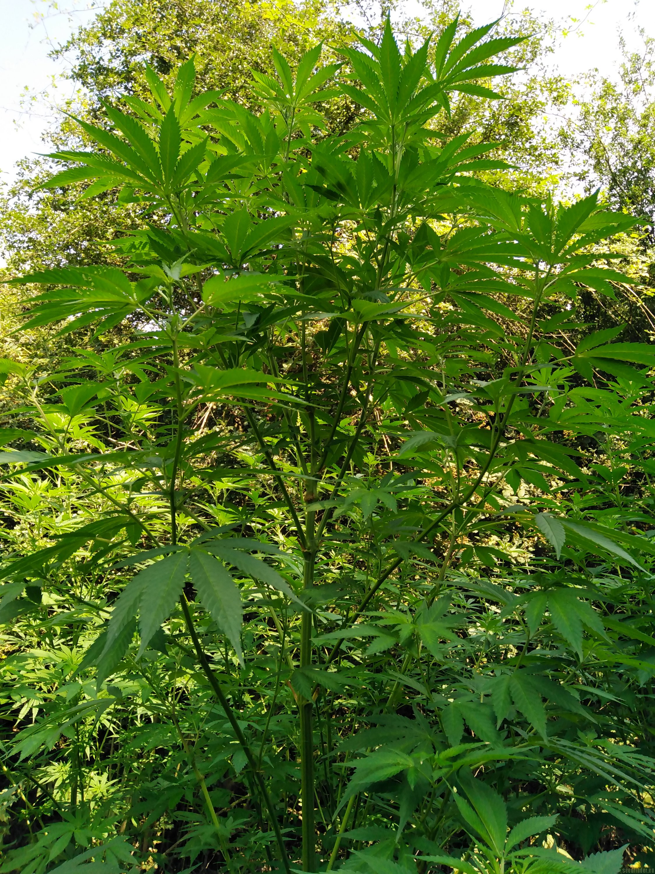 Sweet Fire Purple Skunk OG