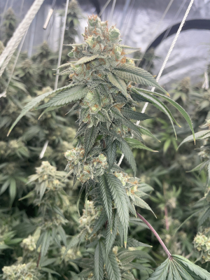 An image of Banana OG