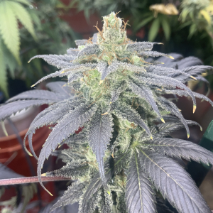 Image #25122507388948680