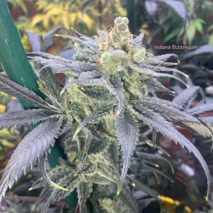 Image #25122520148791270