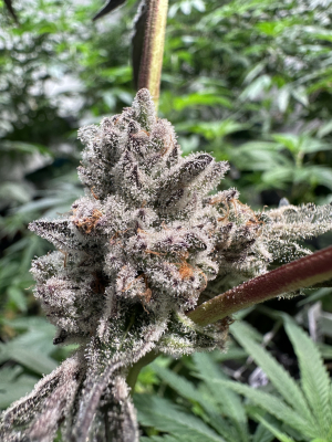 An image of Cheetah Piss