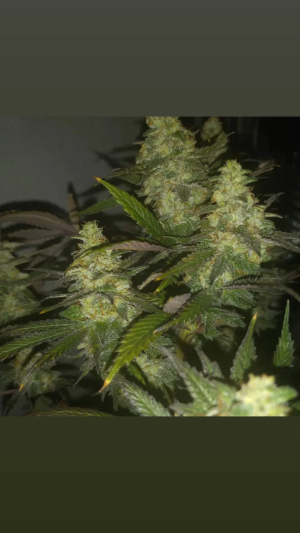 Image #30112583701562481