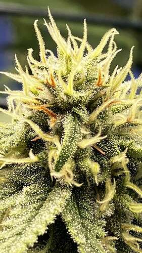 An image of Frankenstein