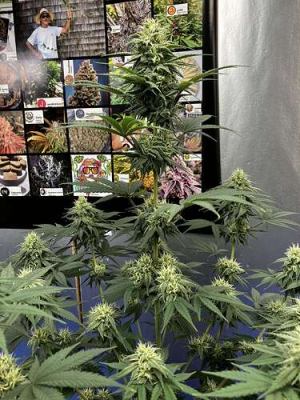 An image of Frankenstein