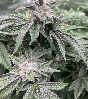 Hells Angel OG's picture by Thumbz