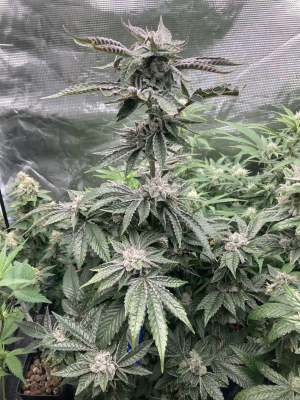 Hells Angel OG's picture by Thumbz