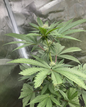 An image of Hells Angel OG