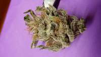 An image of Obama Kush